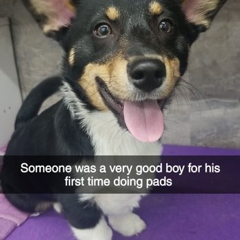 Always Pawsabilities Grooming - My dog after having his paws shaved out. - Pet Groomers Near Me - Lacey, Washington