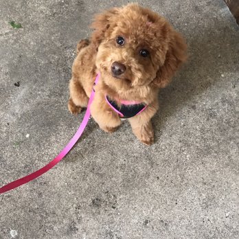 Adorable Grooms - Pet Groomers Near Me - Dallas, Texas Adorable Grooms - Pet Groomers Near Me - Dallas, Texas