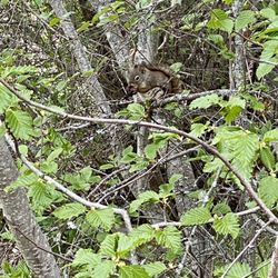 Alaska Maritime National Wildlife Refuge - Friendly little squirrel!