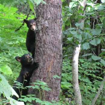 Exit Glacier and Harding Icefield Trail - We saw a momma and two cubs on the trail. - Hiking Near Me - Seward, Alaska