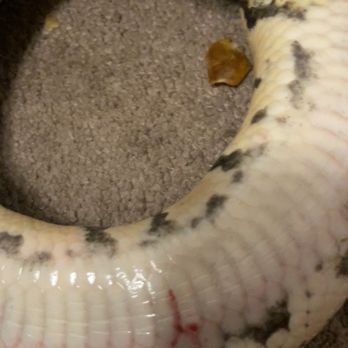 Great Lakes Reptiles - Pet Stores Near Me - Roseville, Michigan Great Lakes Reptiles - Pet Stores Near Me - Roseville, Michigan