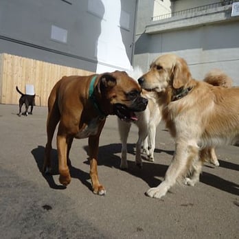 Dr. Boyd's Pet Resort - Pet Sitting Near Me - San Diego, California Dr. Boyd's Pet Resort - Pet Sitting Near Me - San Diego, California
