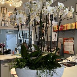 Abbey's Flower Garden - Orchids in heaven www.abbeysflowers.com