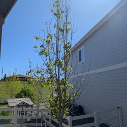 The Sprucery Garden Center - Hail damaged bought as health