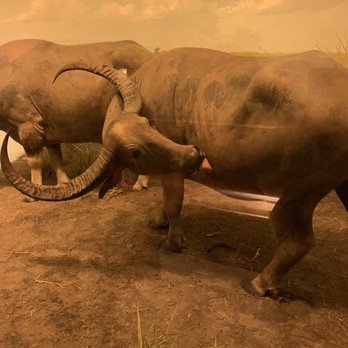 Field Museum - Museums Near Me - Chicago, Illinois Field Museum - Museums Near Me - Chicago, Illinois