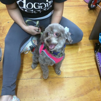 Doggie Style Pets - Post-grooming, Nani couldn't be happier! - Pet Stores Near Me - Philadelphia, Pennsylvania