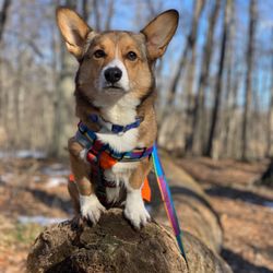 Highland Recreation Area - My dog at Highland Recreation Area