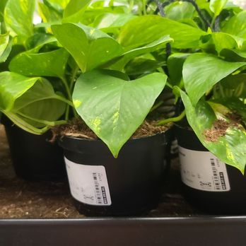 IKEA - Plant - Home Decor Near Me - Frisco, Texas
