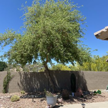 Terry's Tree Service - Before. - Tree Services Near Me - Glendale, Arizona Terry's Tree Service - Before. - Tree Services Near Me - Glendale, Arizona