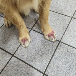 Puppy's paw Puppy's paw