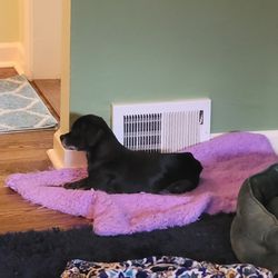 Stoney Pointe Pet Hospital - Recovering at home