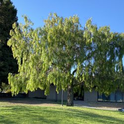 Albert Park Playground - Beautiful well-kept park