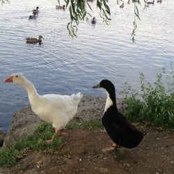Fireman's Pond