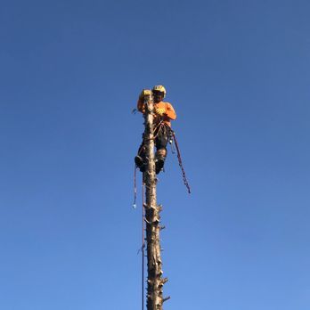 A Better Tree Service - Tree Services Near Me - Sacramento, California A Better Tree Service - Tree Services Near Me - Sacramento, California