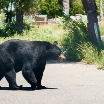 Yellowstone Bear World - This little lad is just strolling through life. - Zoos Near Me - Rexburg, Idaho Yellowstone Bear World - This little lad is just strolling through life. - Zoos Near Me - Rexburg, Idaho