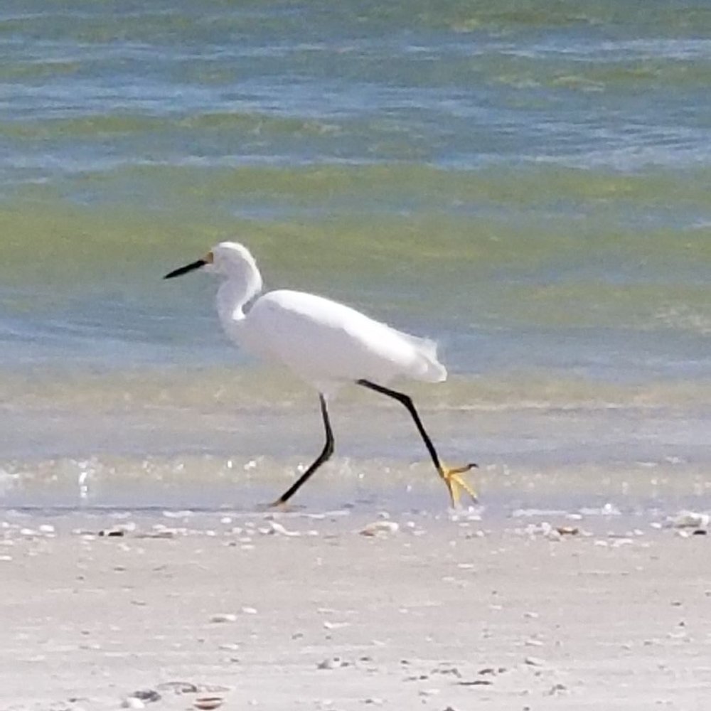 Bird on the beach. Bird on the beach.