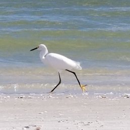 Bird on the beach. Bird on the beach.