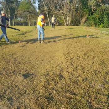 Precision Tree and Landscaping - Before - Tree Services Near Me - Pearland, Texas Precision Tree and Landscaping - Before - Tree Services Near Me - Pearland, Texas