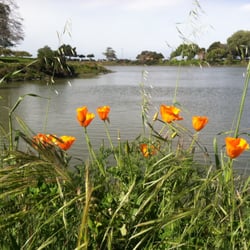 Bayside Park - California Poppies, Anza Lagoon