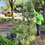 Photo of Montiels Tree Service