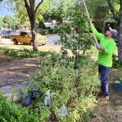 Montiels Tree Service