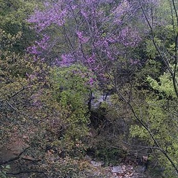 Prevana Wellness - The creek that Prevana Wellness backs up to.  (Insert songbirds and babbling brook sounds here.) - Massage Therapy Near Me - Austin, Texas