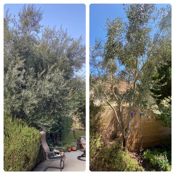 Yellow Tree Services - Overgrown olive tree now nicely thinned - Tree Services Near Me