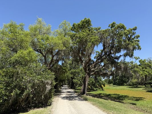 Jungle Gardens by null