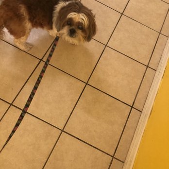 Rio's Pet Spa & Boarding - Pet Groomers Near Me - North Miami, Florida Rio's Pet Spa & Boarding - Pet Groomers Near Me - North Miami, Florida