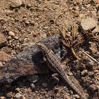 Massacre Canyon - Lizard - Hiking Near Me - San Jacinto, California Massacre Canyon - Lizard - Hiking Near Me - San Jacinto, California