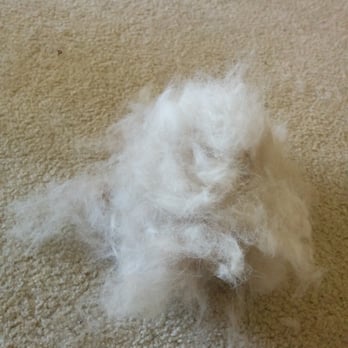 PetSmart - This was the amount of undercoat that came out within 3 mins of brushing on the first day. - Pet Stores Near Me - Fremont, California PetSmart - This was the amount of undercoat that came out within 3 mins of brushing on the first day. - Pet Stores Near Me - Fremont, California