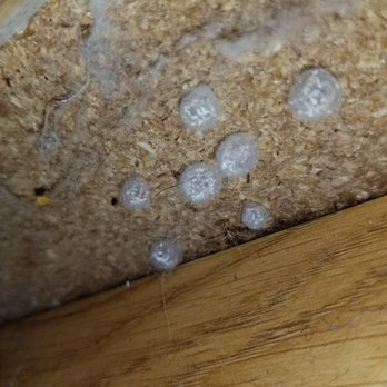Mission Grove Park - Under the kitchen cabinet, spider egg, the maintainace guy trying to tell me those are lint !! - Apartments Near Me - Riverside, California