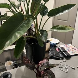 365 Hydroponics - Philodendron & pink princess galaxy