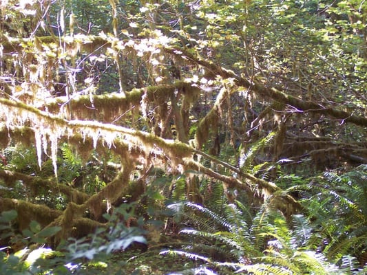 Hoh River Trailhead by null