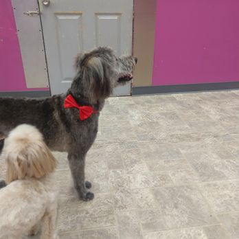 From Head To Tail - Pet Groomers Near Me - Warwick, Rhode Island