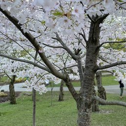 Cherry blossoms