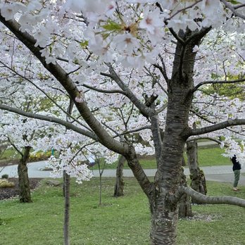 Japanese Gardens - Cherry blossoms - Parks Near Me - Buffalo, New York