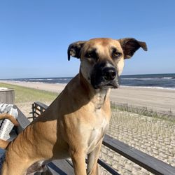 Bark Busters Dog Home Training - Rocky boy