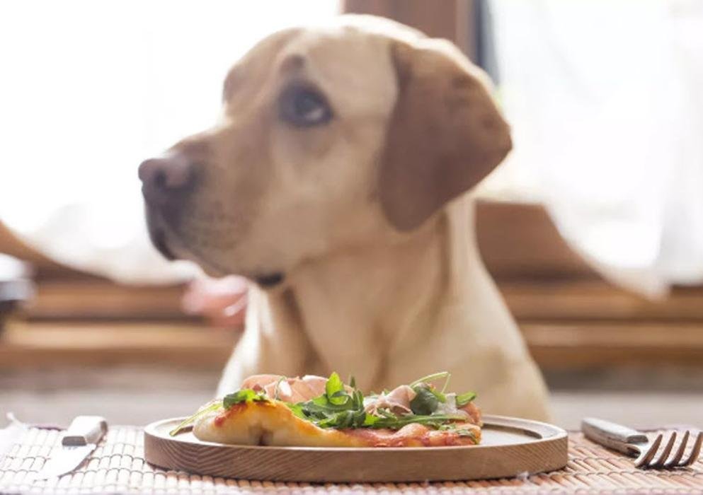 THE WILD SIDE 24 Photos 674 Memorial Avenue, Qualicum Beach