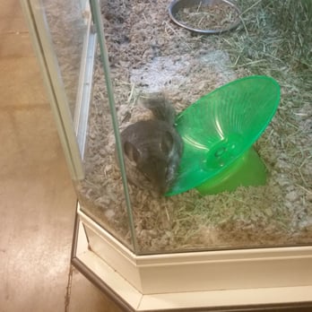 PetSmart - Odd looking chinchilla lolol - Pet Stores Near Me - San Leandro, California