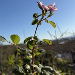 New Chicago Marsh - Wild rose