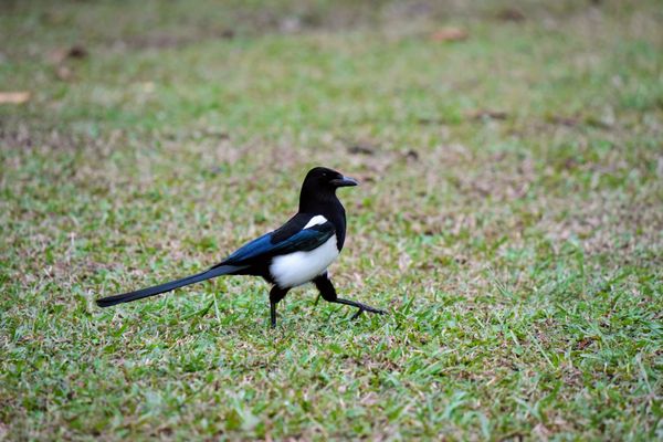 Daan Forest Park by null