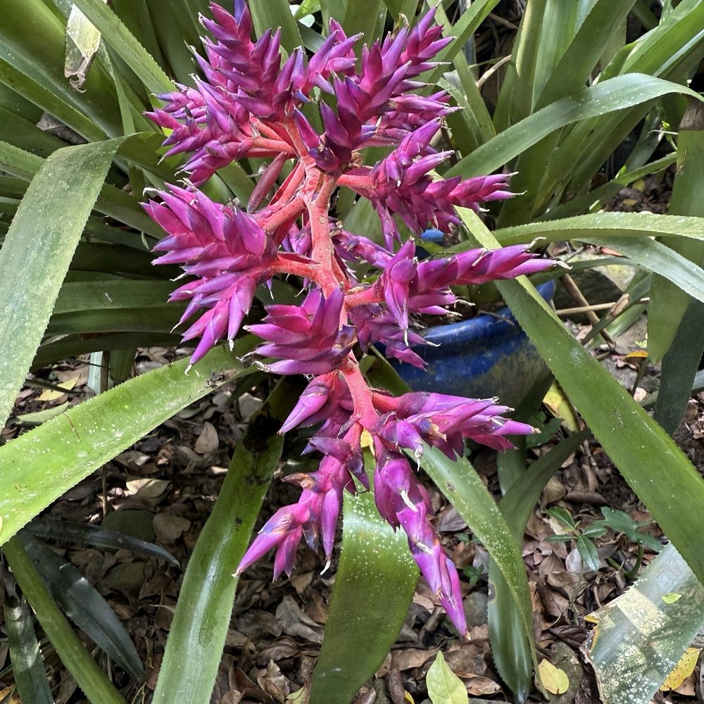 Phantasea Botanical Gardens - Botanical Gardens Near Me - St Thomas, Virgin Islands