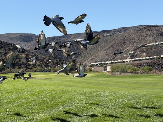 Dragonridge Country Club by null