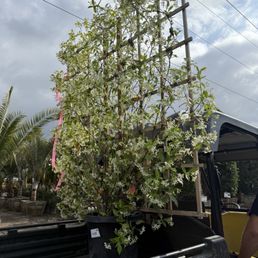 Star Jasmine Trellis Star Jasmine Trellis