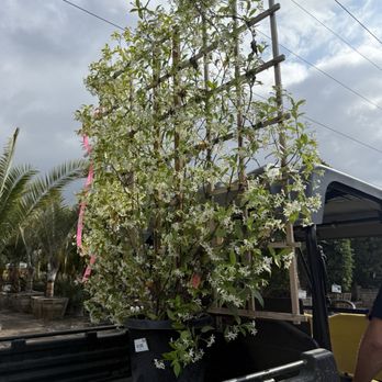 Moon Valley Nurseries - Star Jasmine Trellis - Landscaping Near Me - Huntington Beach, California Moon Valley Nurseries - Star Jasmine Trellis - Landscaping Near Me - Huntington Beach, California