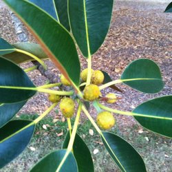 Victoria Park - Ozzie plant. Bet it's dangerous ;)