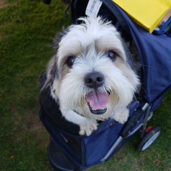 Wiggle Waggle Walk - Community Service/Non-Profit Near Me - Pasadena, California Wiggle Waggle Walk - Community Service/Non-Profit Near Me - Pasadena, California