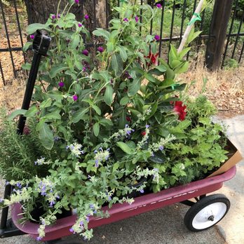 Talini's Nursery - Wagon full of plants I bought. They are all doing super in my garden weeks later! - Nurseries & Gardening Near Me - Sacramento, California Talini's Nursery - Wagon full of plants I bought. They are all doing super in my garden weeks later! - Nurseries & Gardening Near Me - Sacramento, California