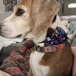 Academy Animal Care - Cooper